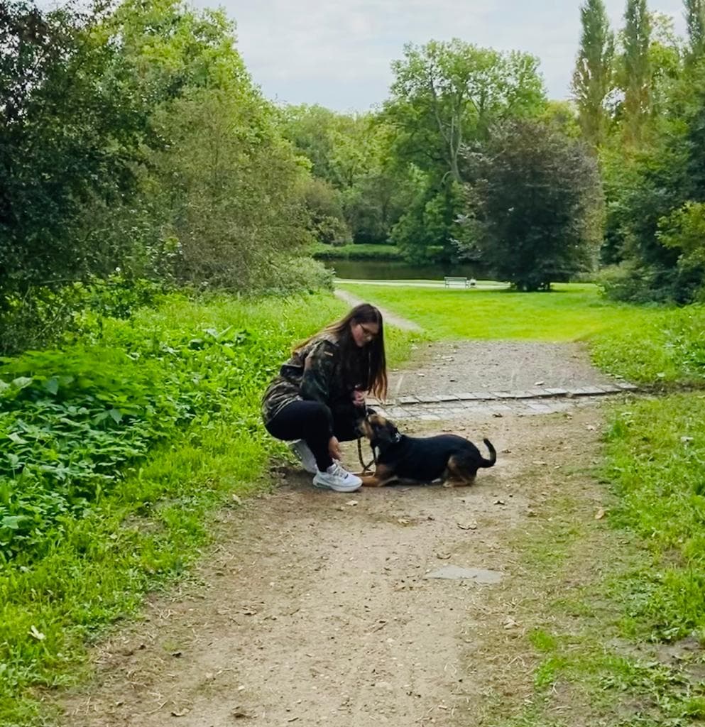 Professionelles Hundetraining Foto